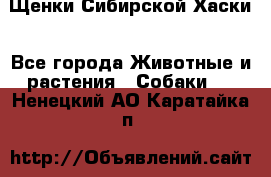 Щенки Сибирской Хаски - Все города Животные и растения » Собаки   . Ненецкий АО,Каратайка п.